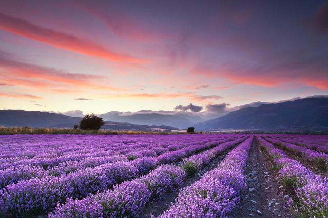 lavender-field-evgeni-dinev-photography